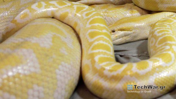 Φίδι 200 κιλά και 8 μέτρα βρέθηκε στον Αμαζόνιο - Το βίντεο που τράβηξαν επιστήμονες