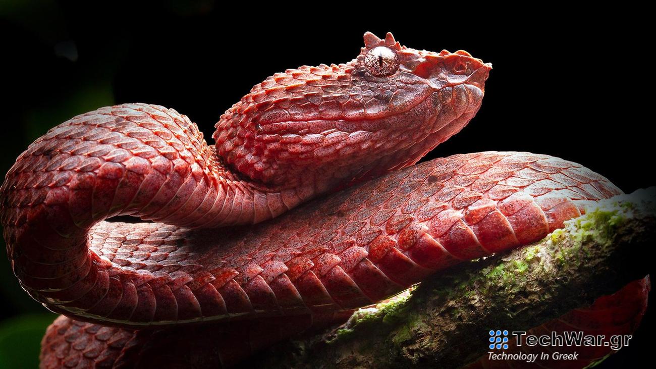 An eyelash pitviper from the New Wold tropics.