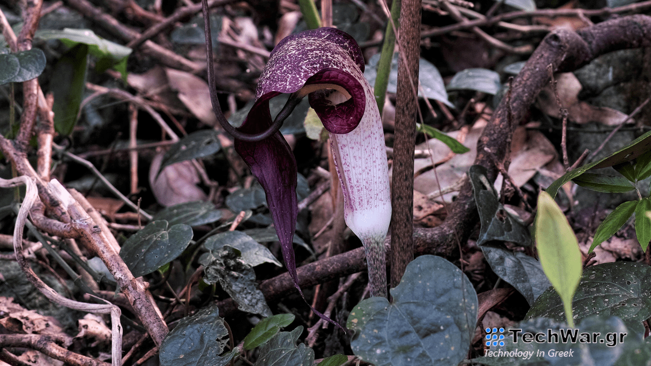 A purple and white carnivorous plant called Arisaema thunbergii growing in a forest. It has a tube and cup shaped flower and uses a musky odor to lure fungus gnats.