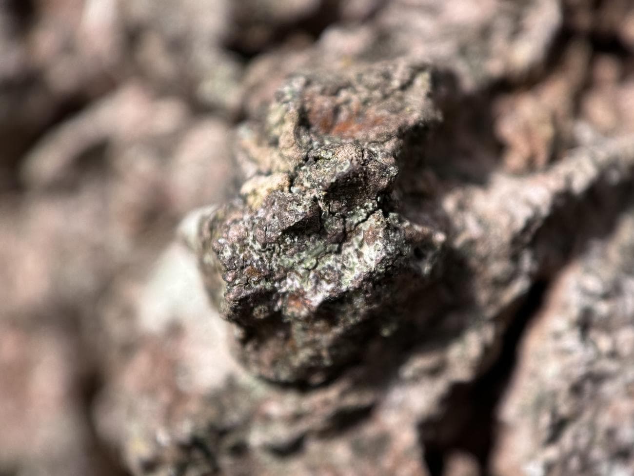 Μια κοντινή φωτογραφία του φλοιού δέντρων που τραβήχτηκε σε ένα iPhone 15 Pro χρησιμοποιώντας τον μακρο φακό Sandmarc