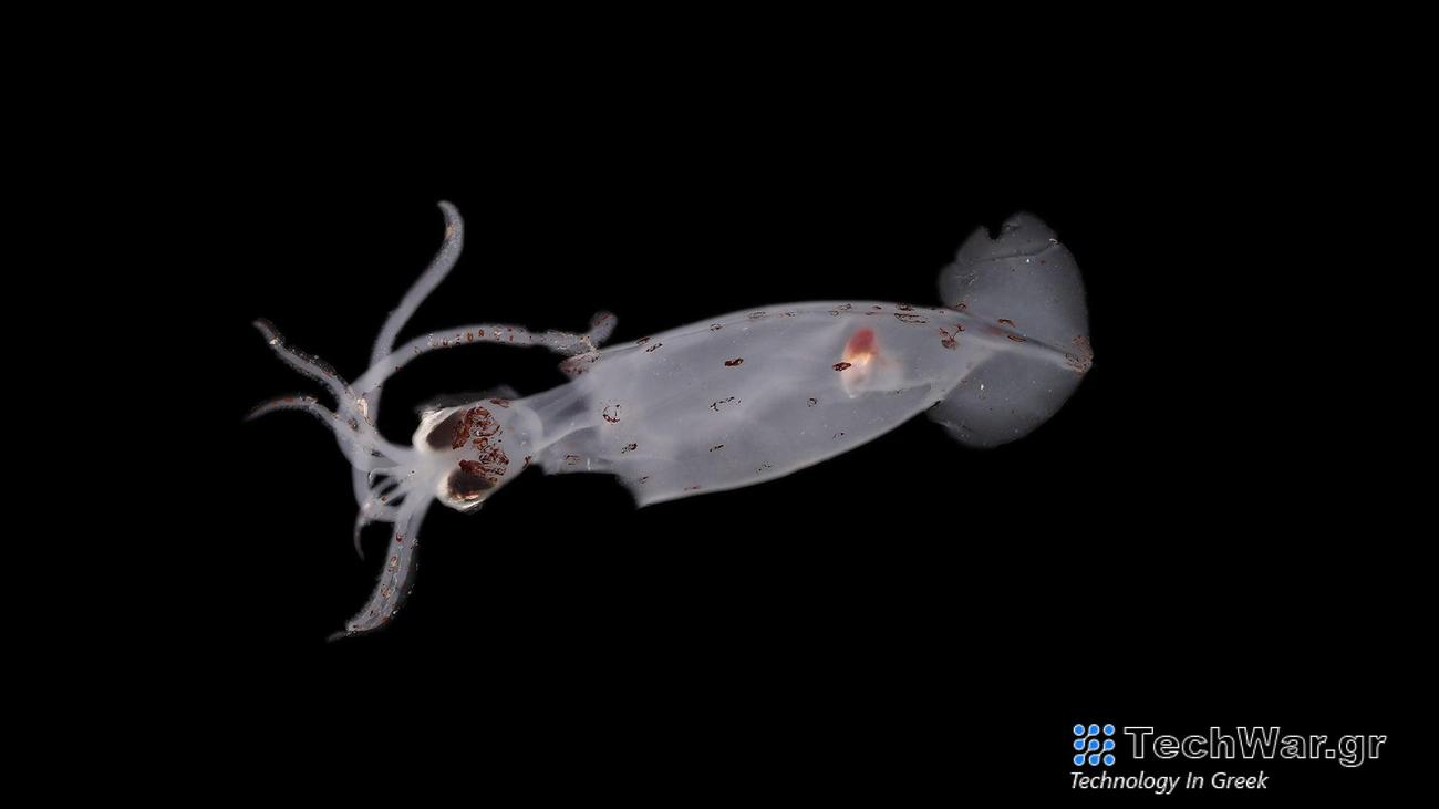 A potentially new squid species found off the coast of the South Island of New Zealand.