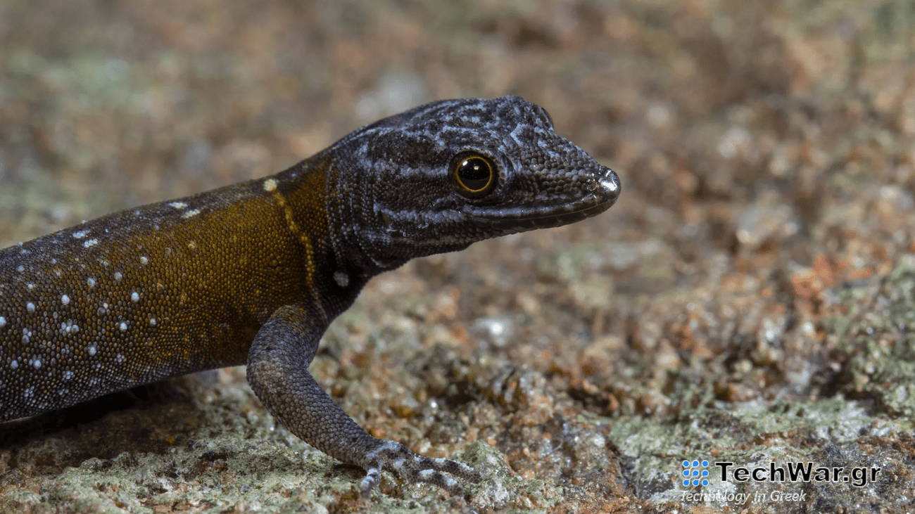 a gecko with spots and a brown back