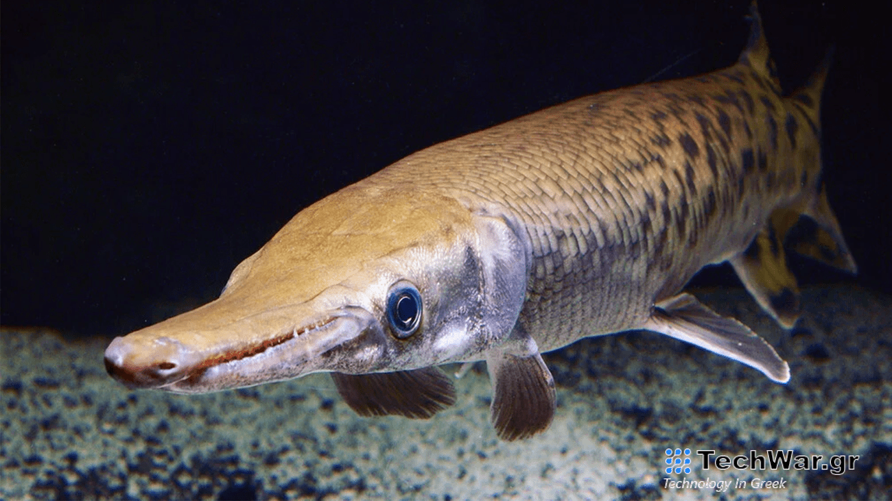 A silver gar fish with a long snout.