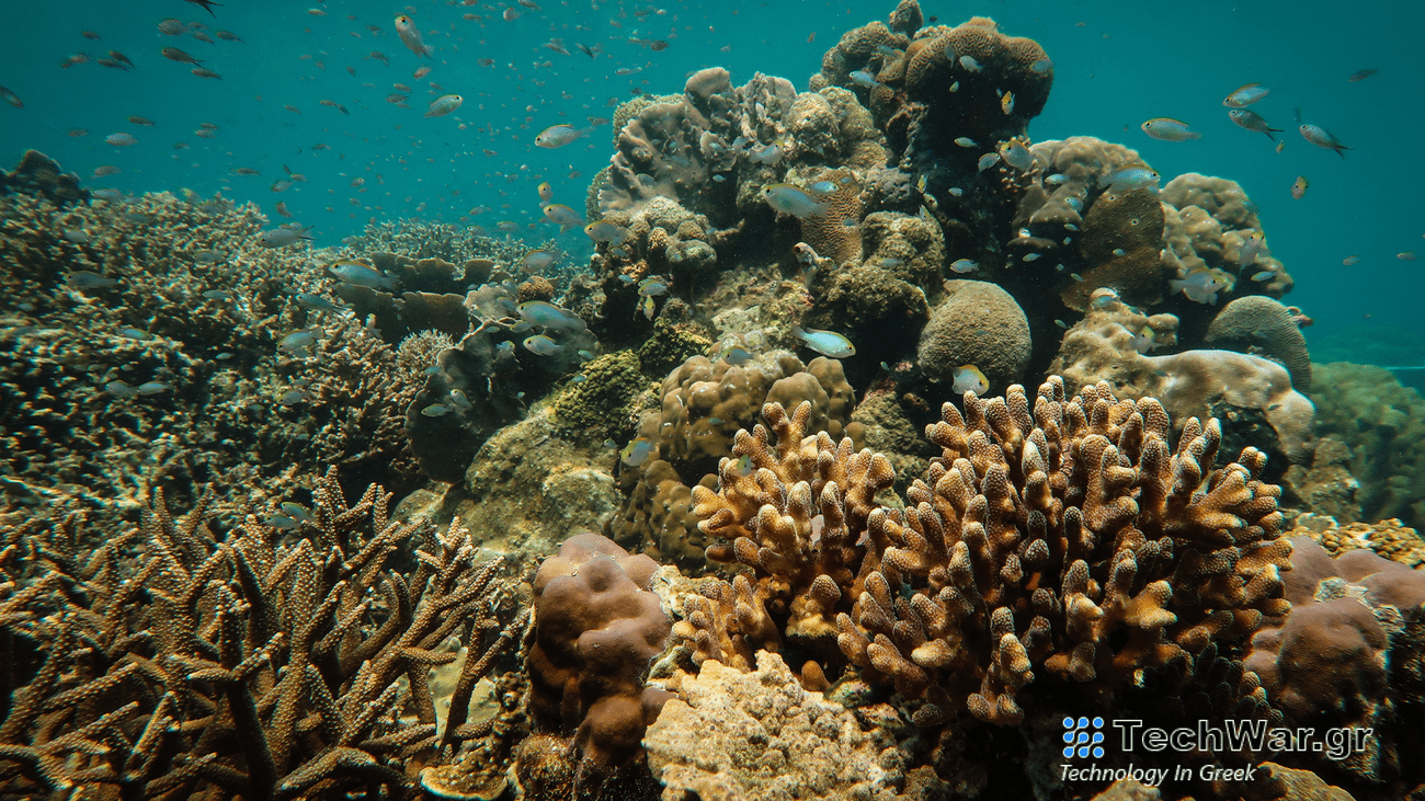 fish swimming by a healthy coral reef