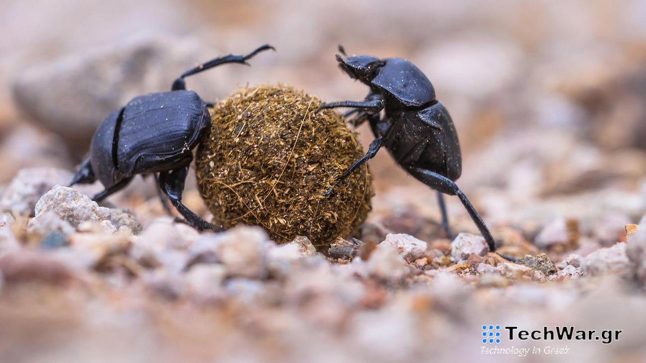 dung beetles with a ball of poop