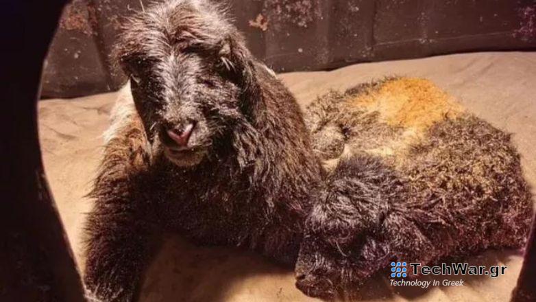 Επιστήμονες κλωνοποίησαν θιβετιανές κατσίκες - Οι ομοιότητες με την περίπτωση της Dolly