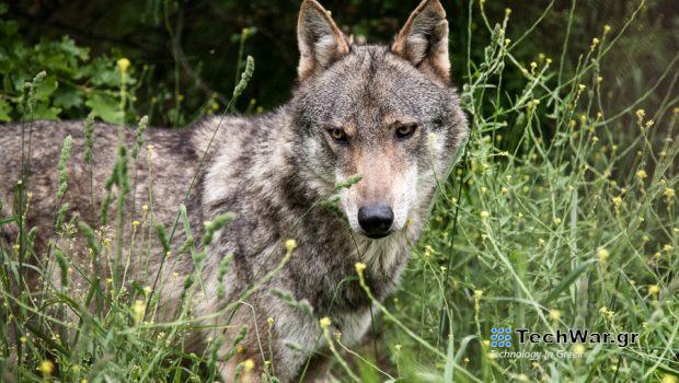 Αρκτούρος: Λύκαινες από την εμπόλεμη Ουκρανία μεταφέρθηκαν στη Φλώρινα