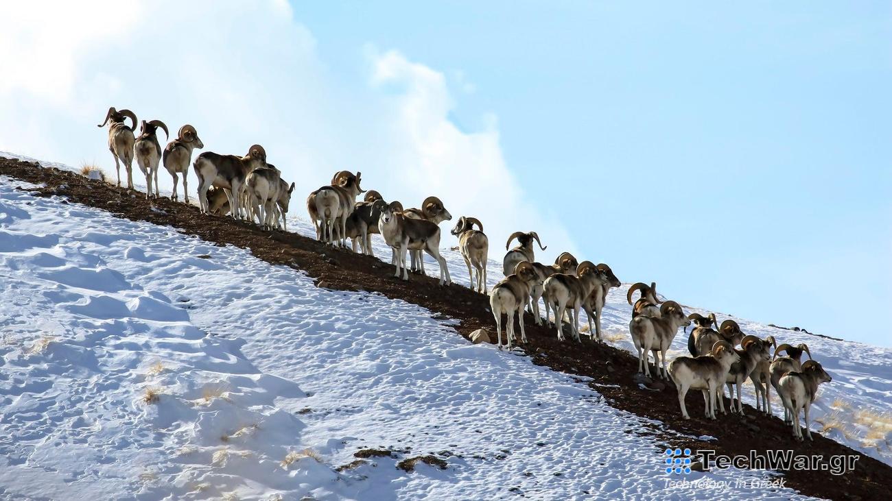 Group of Marco Polo Sheep on a snowy mountainside.