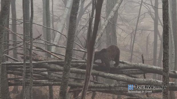 Οι αρκούδες ξύπνησαν και άρχισαν τις βόλτες στο Νυμφαίο
