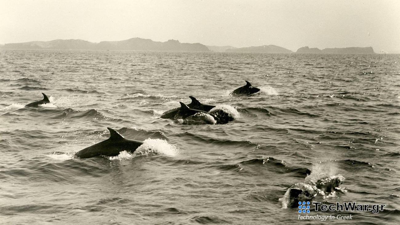 Though they’re not entirely sure, scientists think hungry harbor porpoises might be responsible for digging thousands of holes in the floor of the North Sea.