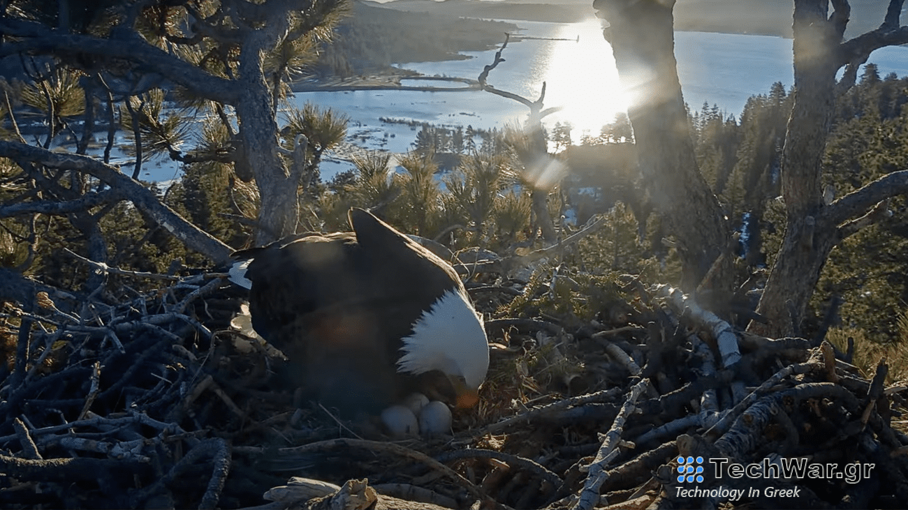 Three eggs in a nest, while a bald eagle attends to it.
