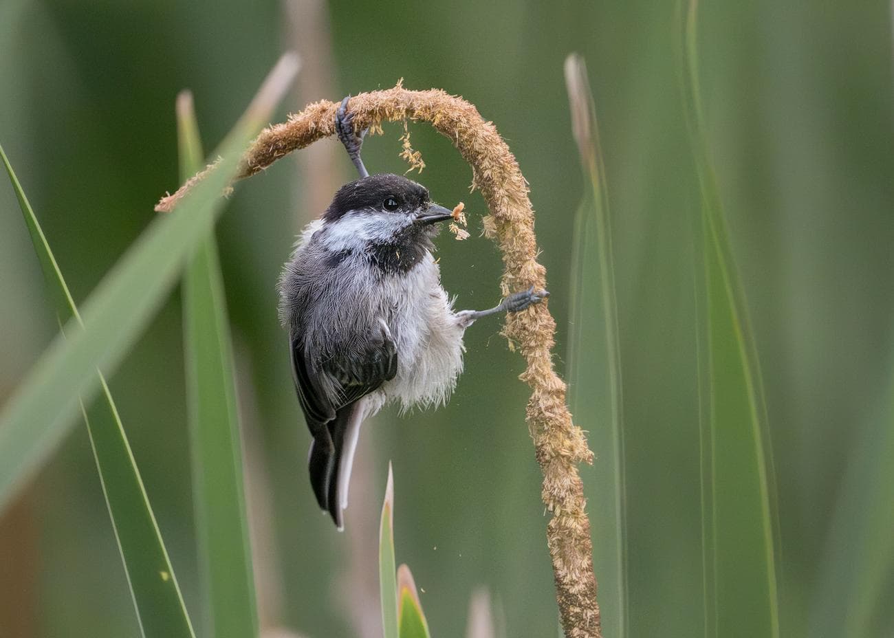 Ένα Chickadee με μαύρο καπάκι προσκολλάται σε ένα μπεζ μίσχο σε σχήμα γάντζου γεμάτο με σπόρους.  Τα μαύρα πόδια του πουλιού φαίνεται να είναι απλωμένα σε γωνία 90 μοιρών για να συγκρατούν το στέλεχος.  Ο μαύρος λογαριασμός του πουλιού είναι γεμάτος σπόρους.