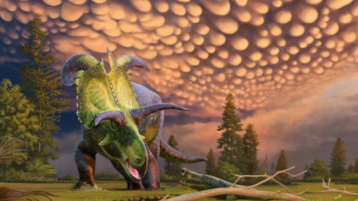 Γνωρίστε τον «Loki», τον συγγενή Triceratops με τα πιο απίστευτα κέρατα
