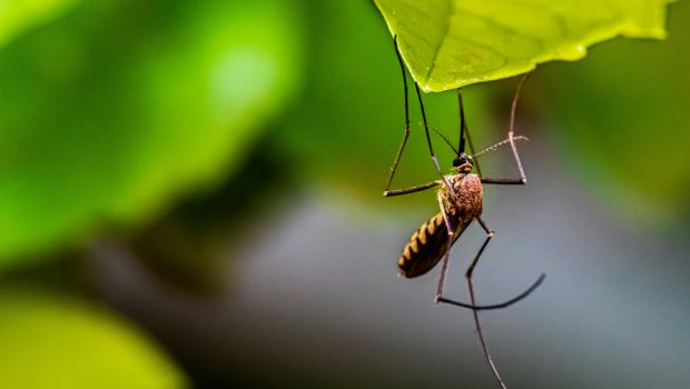 Πώς συνδέεται ο Ινδικός Ωκεανός με τον δάγκειο πυρετό;