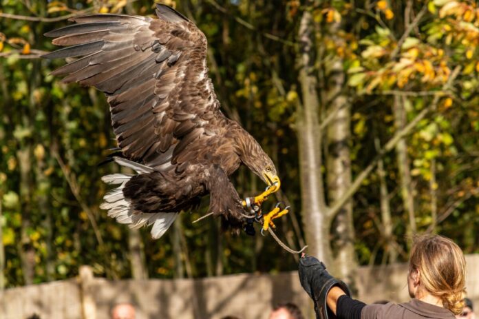 falconry γερακοτροφία