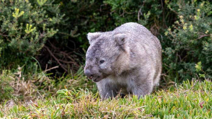 Μέσα στις μυστικές ζωές των wombats
