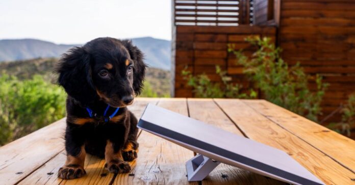 The white Starlink Mini dish sitting on a table looks small even next to a small brown dog. 