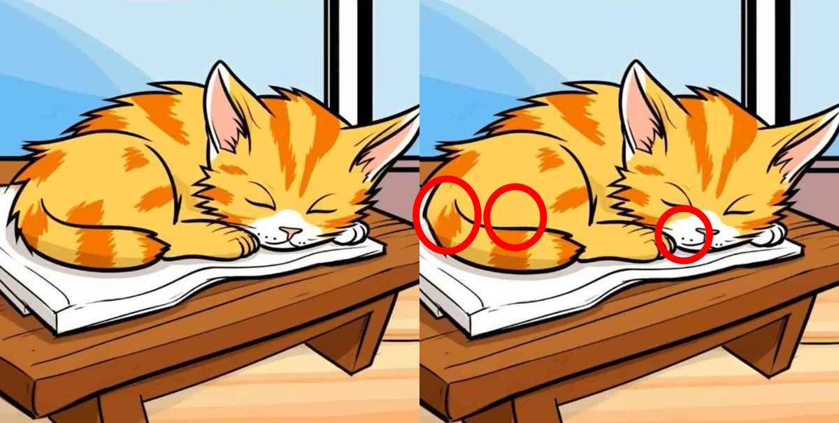 Τεστ παρατηρητικότητας, διαφορές, γάτα λύση