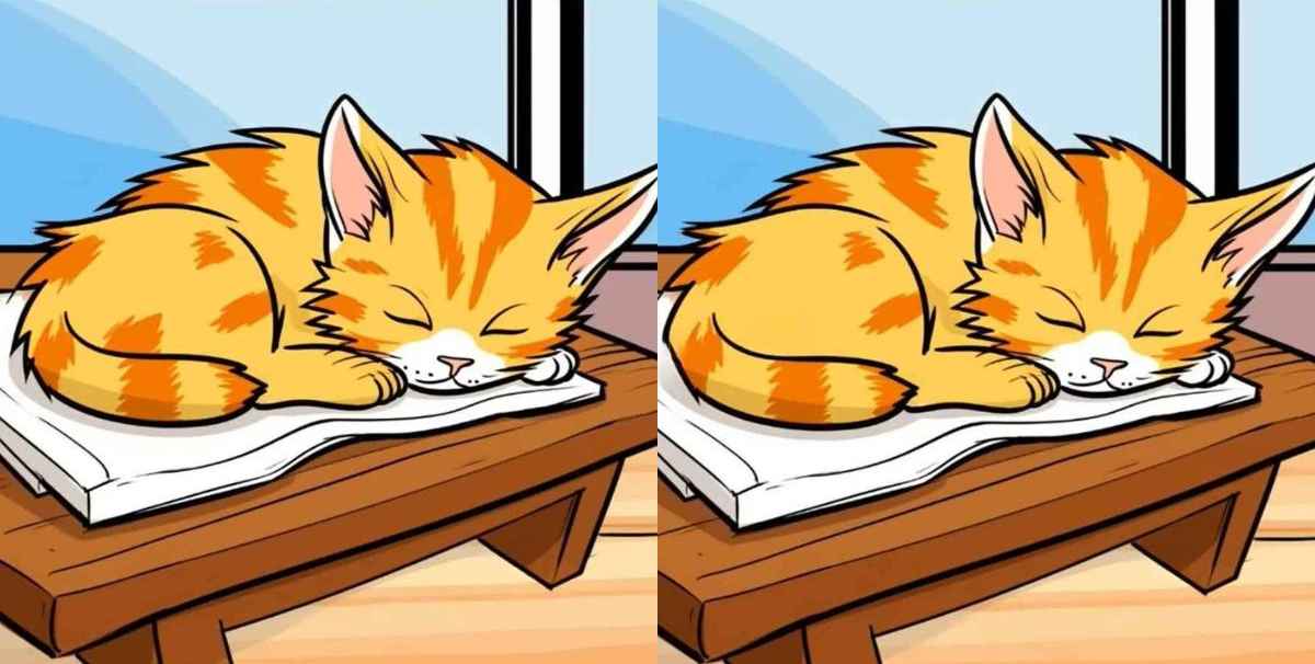 Τεστ παρατηρητικότητας, διαφορές, γάτα